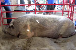biggest boar, Iowa State fair 2015
