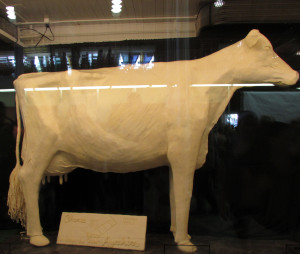 butter milk cow, Iowa State Fair 2015