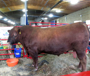 champion big bull, Iowa State Fair 2015
