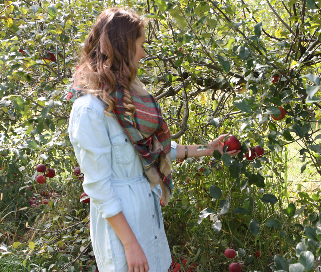 Wilson's Orchard, apple picking, fall