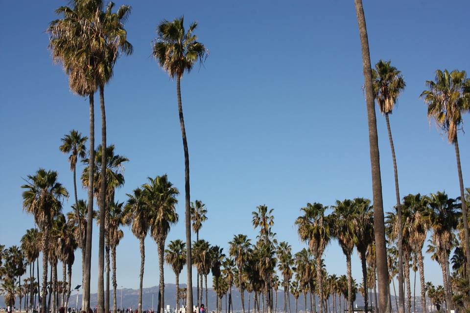 palm trees, Venice Beach, California