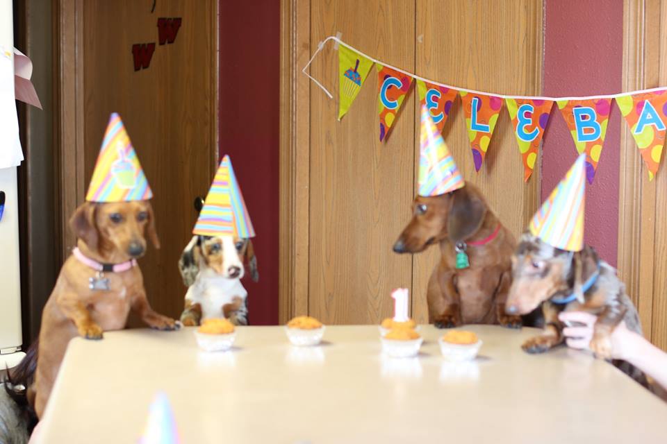 weiner dogs, birthday party