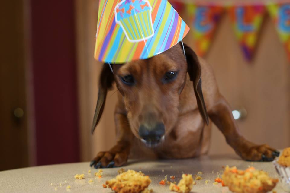 Happy 1st Birthday, Batman, birthday dog party