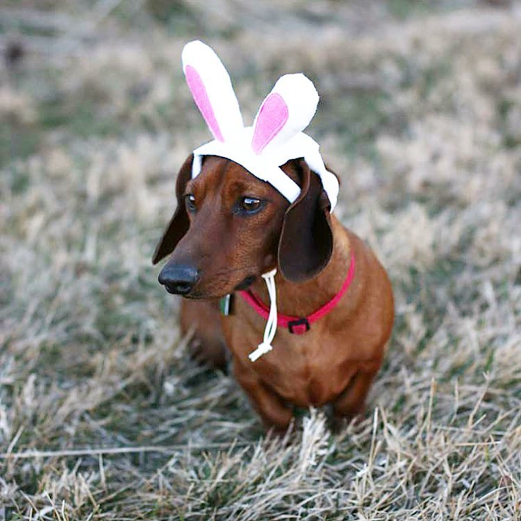 Batman, bugs bunny, weiner dog, Target dog bunny ears, Easter Sunday
