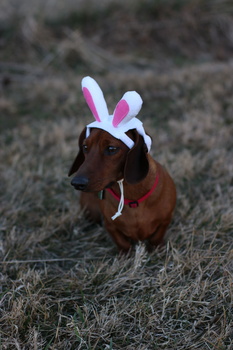 dog bunny ears, Batman, wenter dog, Easter