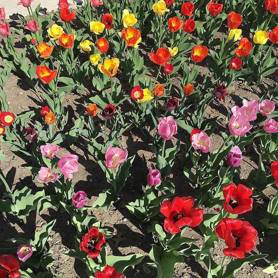 spring flowers, Williamsburg, Iowa