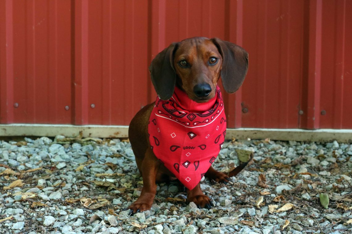 Batman, weiner dog, 4th of July puppy, red bandanna