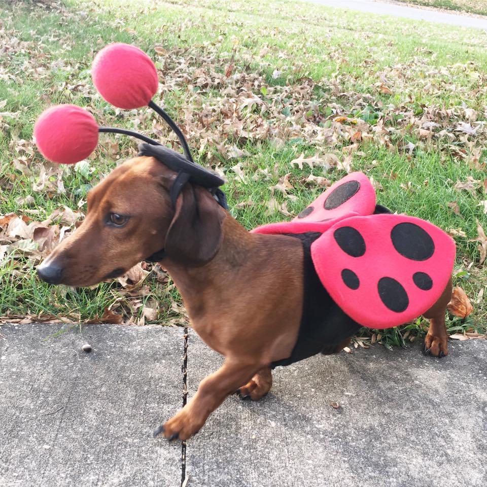 bumblebee costume, Happy Halloween, Batman, weiner dog, dachsund costume, fall