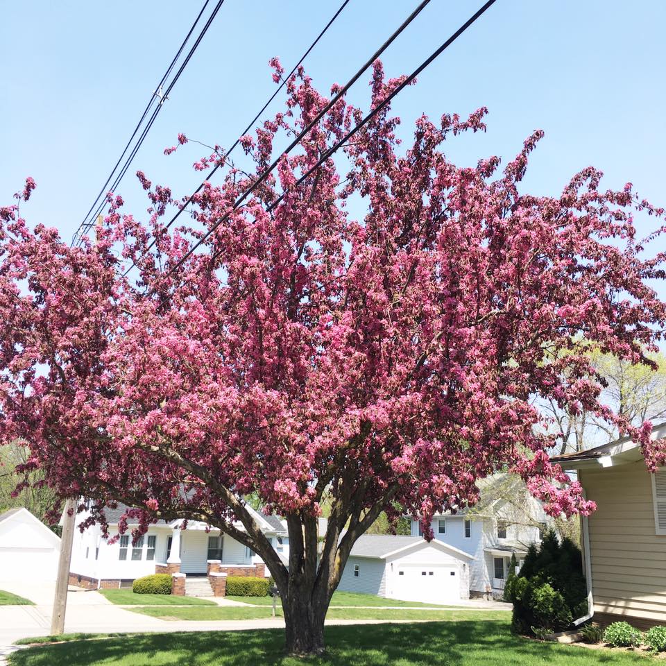 spring, blossoms, blossom tree