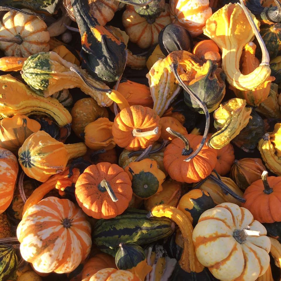 gourds, pumpkins, fall