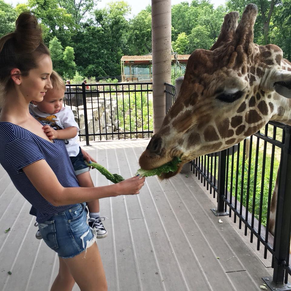 giraffe feeding, giraffes, Niabi Zoo
