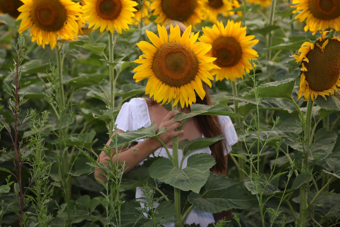 sunflower field, flower field