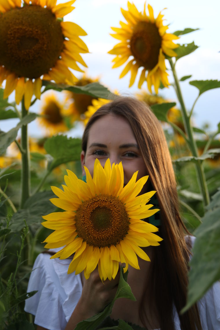 sunflower field, flower field