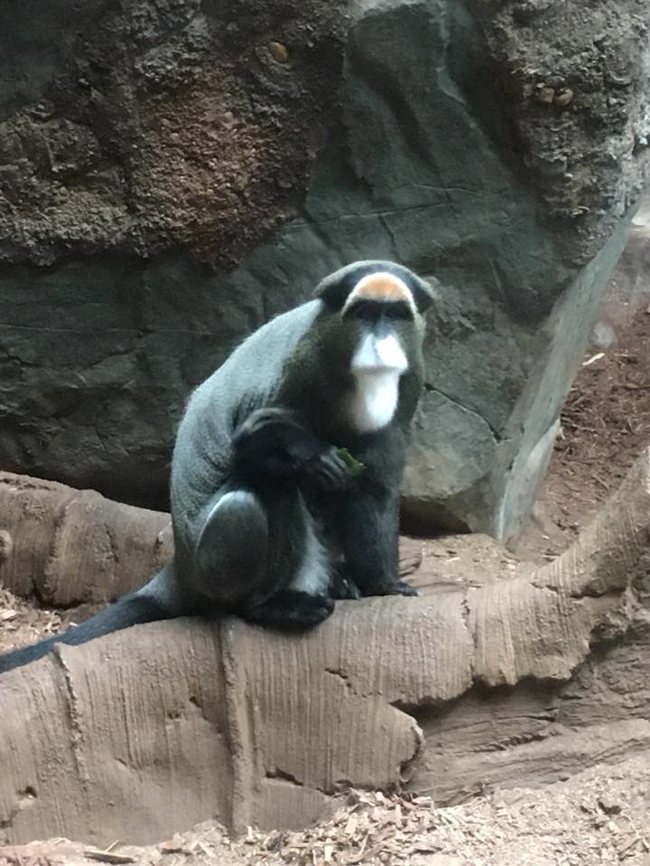 Minnesota Zoo, Minneapolis, Minnesota, monkey