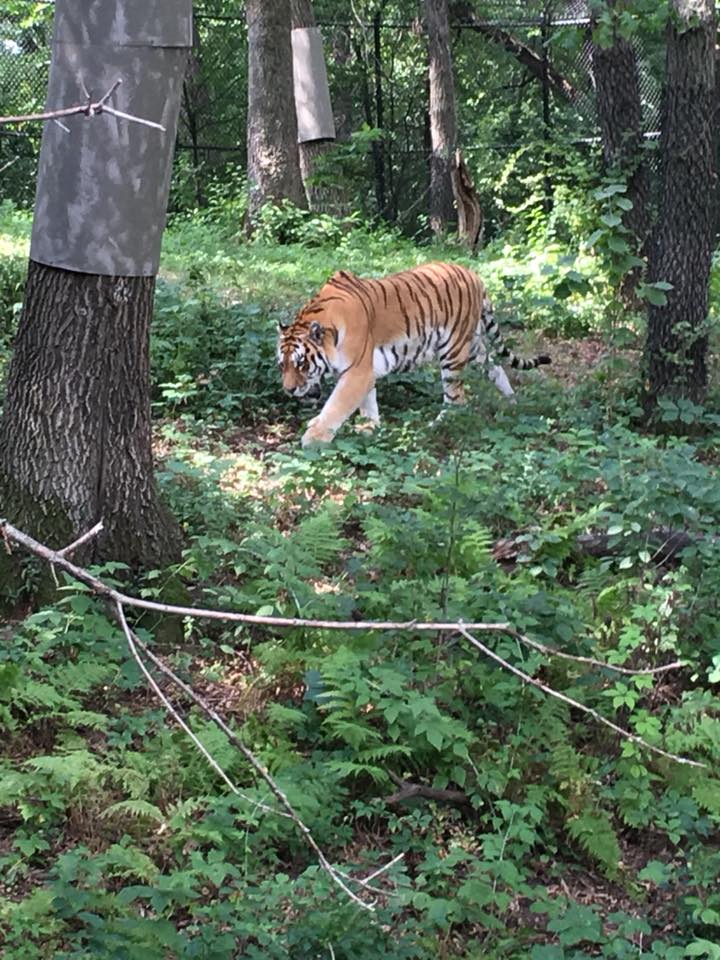 Minnesota Zoo, Minneapolis, Minnesota, tiger