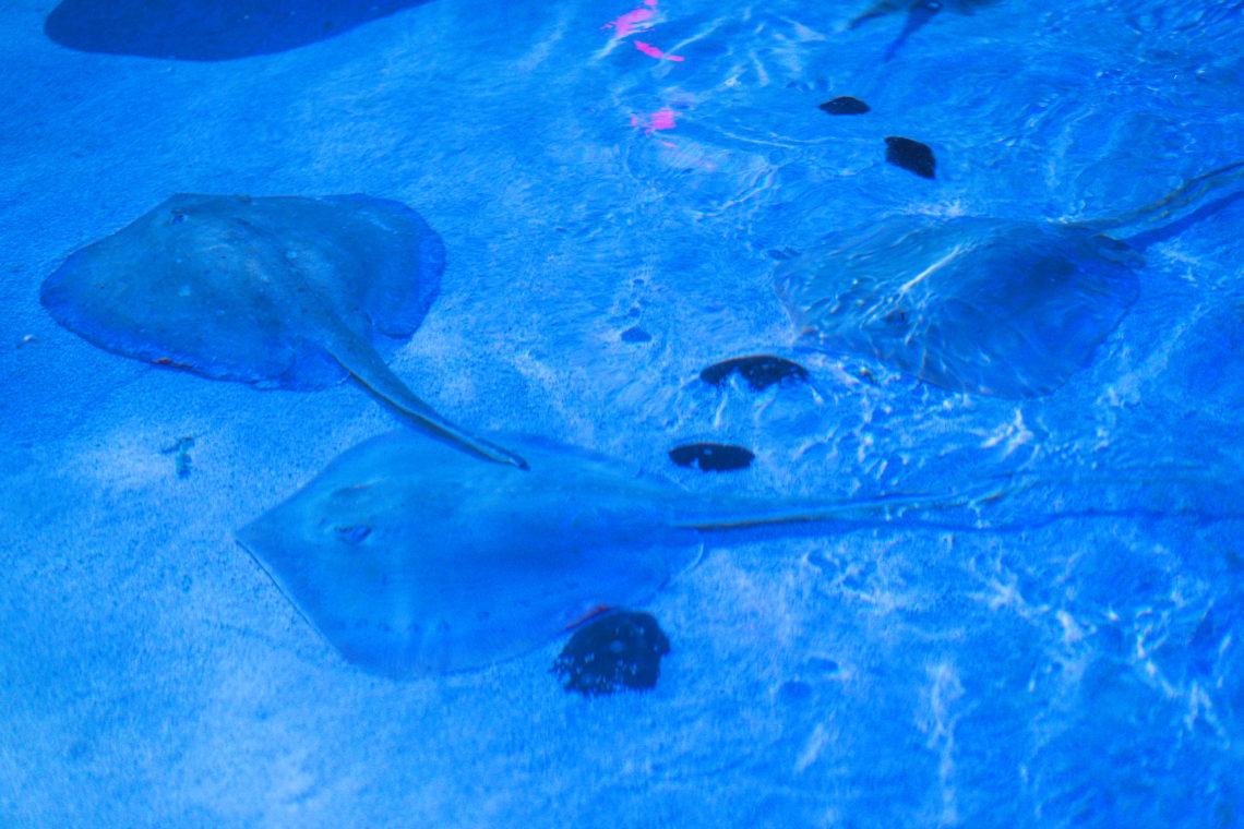 Sea Life Aquarium, Mall of America, Sting Rays