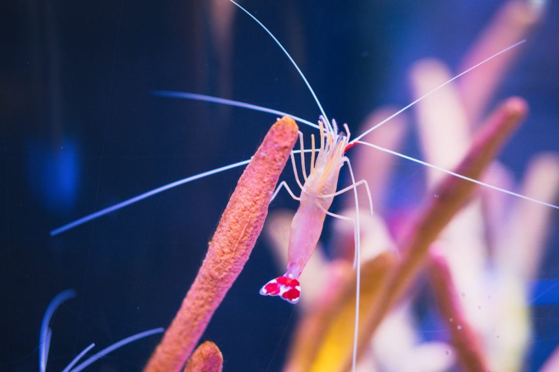 Sea Life Aquarium, Mall of America, sea life