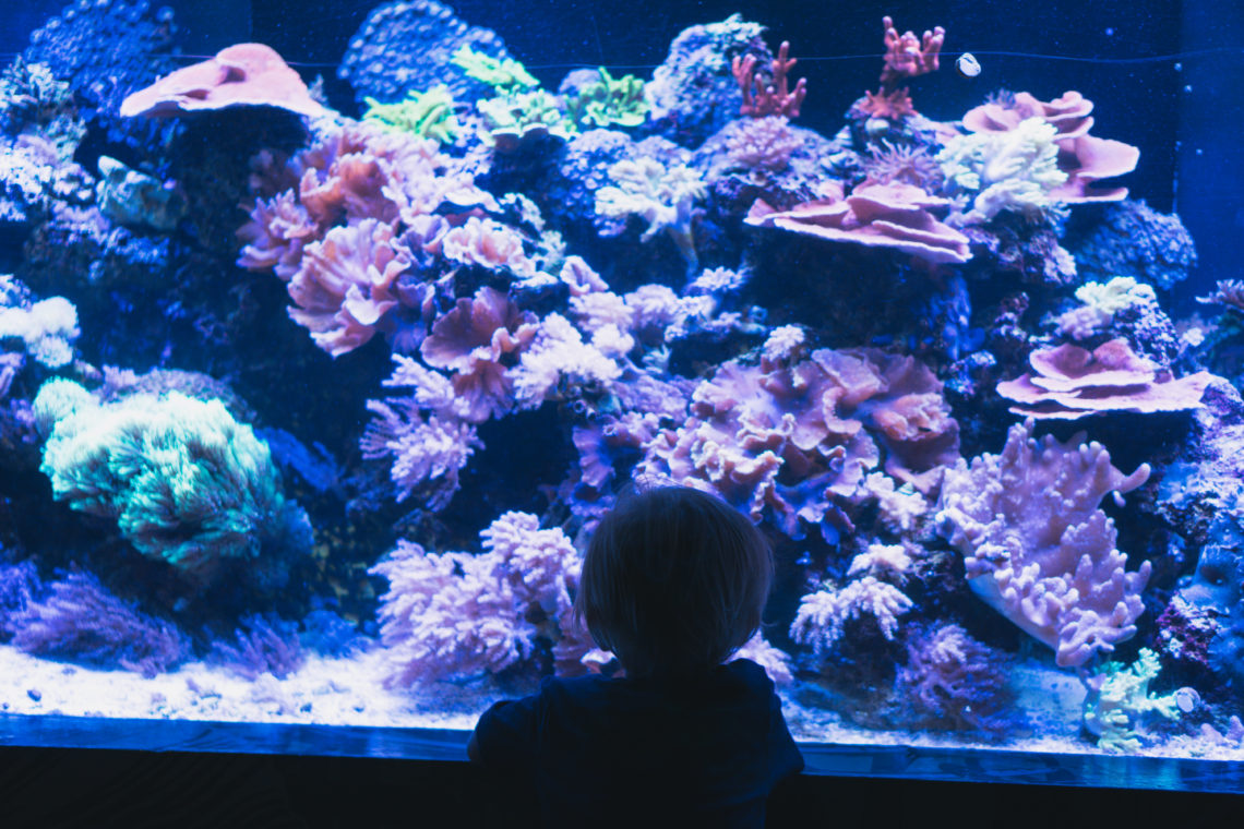 Sea Life Aquarium, Mall of America, Minneapolis, Minnesota
