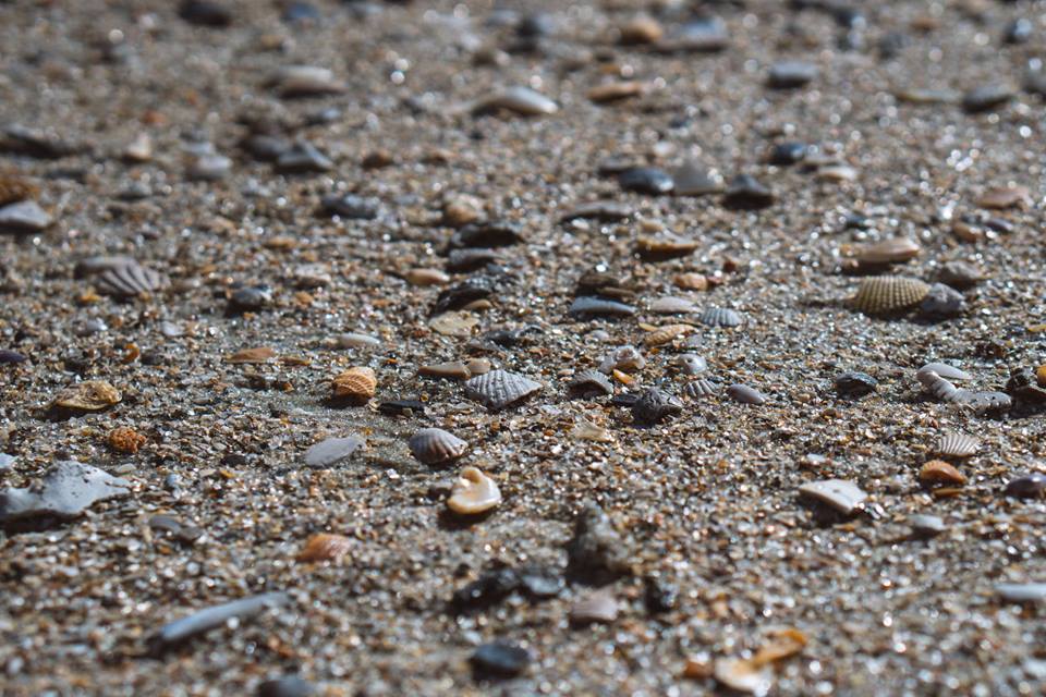 Myrtle Beach Travel Guide, shells, Myrtle Beach