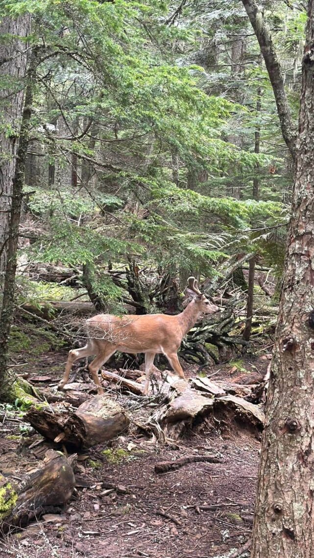 deer at Glacier National Park