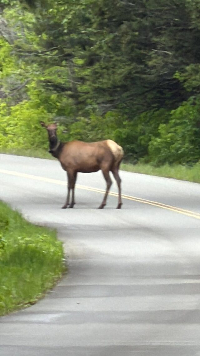Elk
