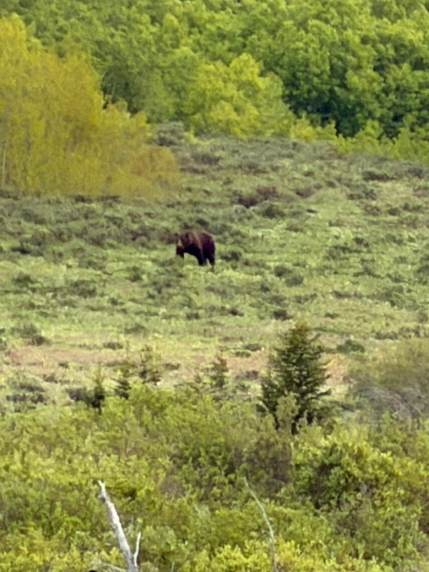 Grizzly Bear