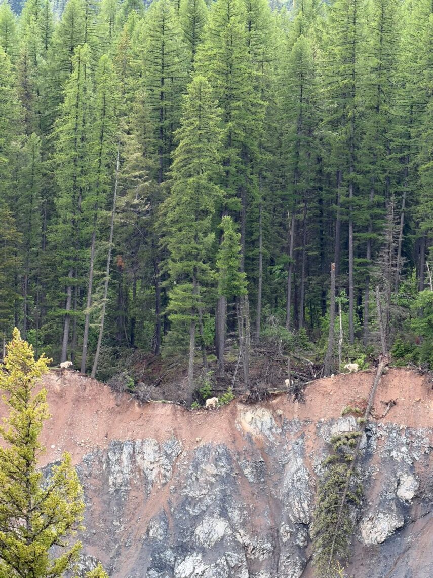 mountain goats