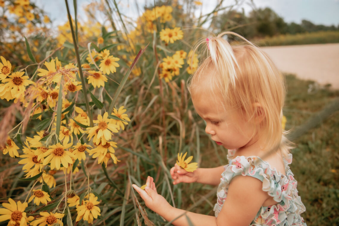 toddler girl in wild flower field